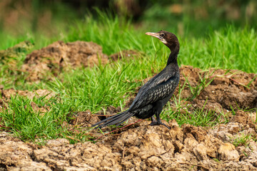 Little Cormorant on the bank of  Chilika Lake, India