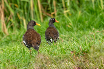 Water Rail captured from Chilika lake, India