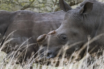 Lions and rhinos in Africa