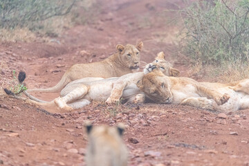 Lions in The Bush