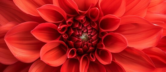 Vibrant Close-Up of a Scarlet Flower in Full Bloom Shows Nature's Delicate Beauty and Elegance