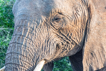 Elephant Family © Brad