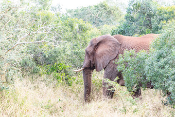 Elephant Family © Brad