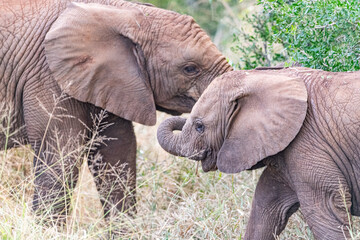 Elephant Family © Brad