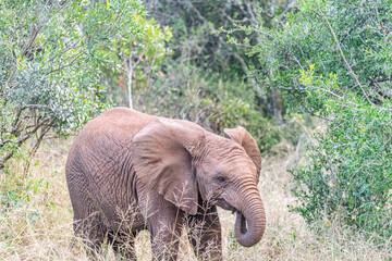 Elephant Family © Brad