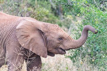 Elephant Family © Brad