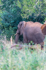 Elephant Family © Brad