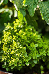 organic basil in the garden