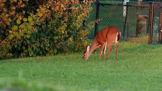 Female white-tailed deer doe grazing, eating in grass near chain link fence in neighborhood