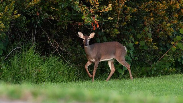 Female white-tailed deer doe walking, alert, flicking tail with trees, undergrowth in background