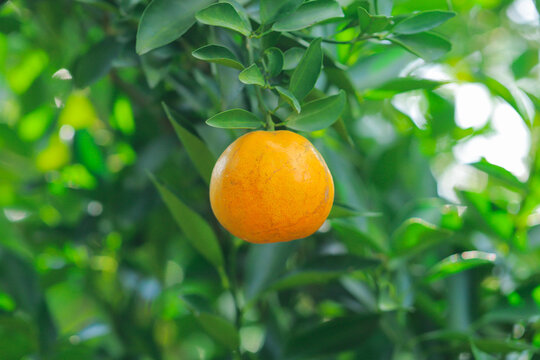 Yellow orange variety (Sai Nam Phueng) on a tree in a garden in Thailand.
