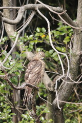 Eurasian goshawk or Northern goshawk (Accipiter gentilis) is a species of medium-large bird of prey in the family Accipitridae. This photo was taken in Japan.