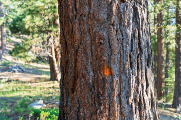Marked tree with orange dot in western forest during forestry operations on public land.  Tree markings could indicate a project boundary, decision to take a tree, decision to leave a tree.