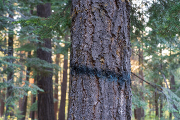 Fairly small marked fir tree in western forest during forestry operations on public land.