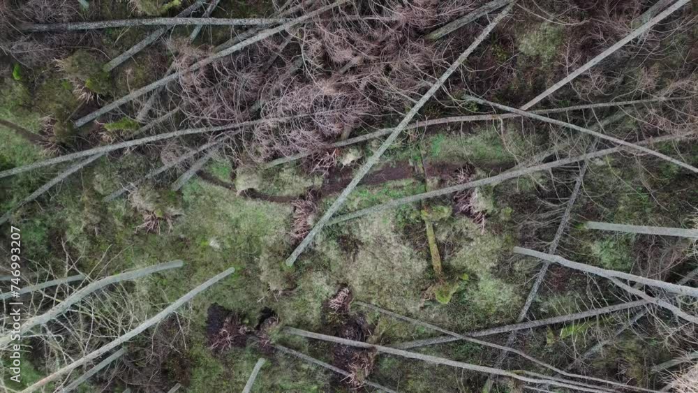 Poster drone view of walking path in the forest blocked by fallen uprooted trees after a storm