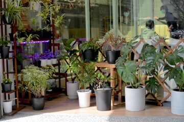 Beautiful bonsai designs for indoor planting - Nageia nagi, Rohdea japonica, Chlorophytum comosum, Tillandsia, Platycerium, Euphorbia leucocephala Lotsy - obrazy, fototapety, plakaty