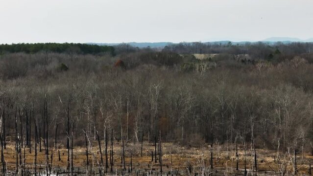Vast barren trees in Point Remove Wildlife Area, Blackwell, AR, on a cloudy day