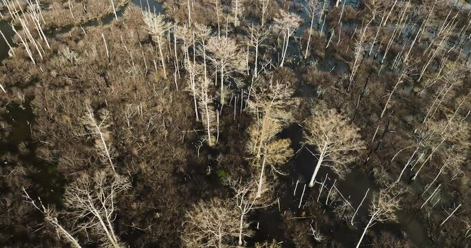Point remove wildlife area, blackwell, ar, with bare trees and waterways in winter, aerial view