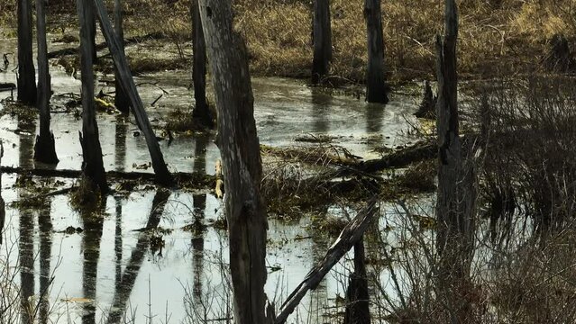 Tranquil swamp in Point Remove Wildlife Area, Blackwell, Arkansas, reflecting bare trees