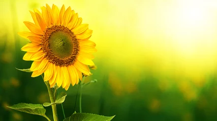 Photo sur Plexiglas Toscane Sunflower field landscape close-up