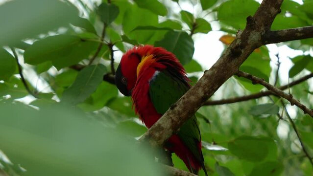 Yellow-bibbed Lory, lorius chlorocercus, perched on tree branch, preening and grooming its feathers, this vulnerable species faces threats from habitat loss caused by logging activities, close up shot