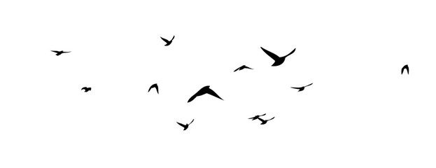 Flying birds silhouette flock. hand drawing. Not AI, Vector illustration
