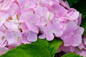 Blooming tender pink hydrangea, close-up.Gardening, floriculture concept.