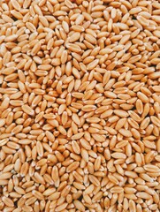 Wheat seeds whole dried staple food in a bowl cereal grain common-wheat seed heap pile gandum gehoon beej graines de ble sementes de trigo weizensamen semillas de trigo closeup image stockphoto photo