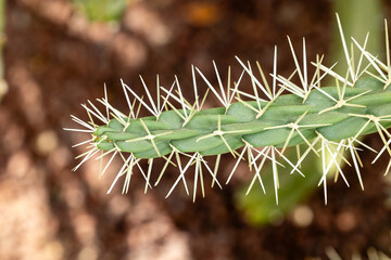 Cactus Opuntia Tunicata cultivates in a garden