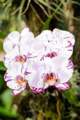 orchid stem full of flowers hanging from the pot in a tropical garden