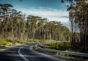 The view of the Princes Highway and the Eucalyptus forest along the highway in regional Victoria