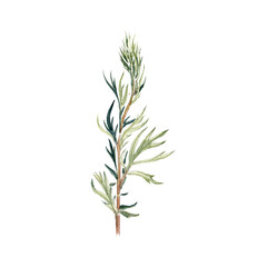 watercolor drawing plant of mugwort with leaves isolated at white background,Artemisia vulgaris , natural element, hand drawn botanical illustration