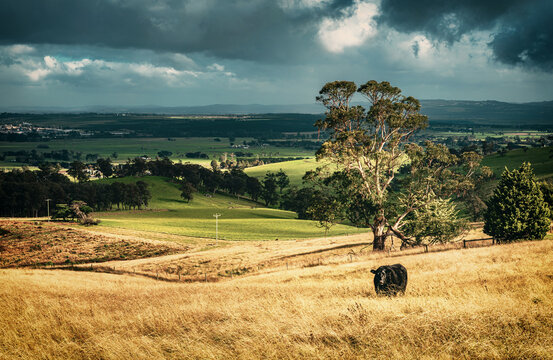 The view of a cattle wandering in the grassland in the countryside in Gippsland near Tyers, Victoria