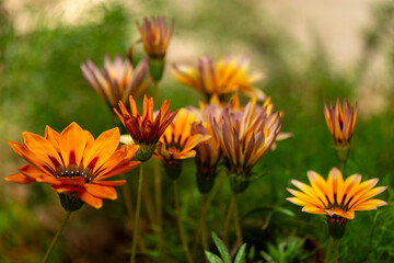 Les gazanias