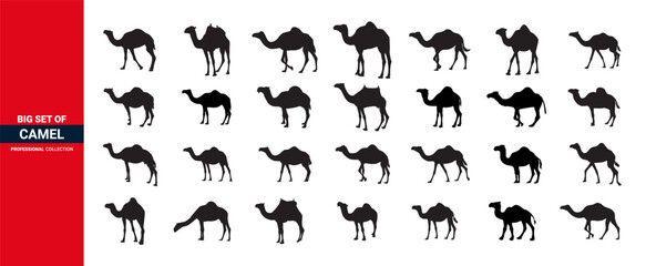 Camel icon silhouette, Set of vector camels. Arabian camel icon set.