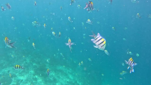 Underwater shot of colorful tropical fishes in Indonesia.
