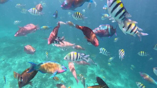 Underwater shot of colorful tropical fishes in Indonesia.
