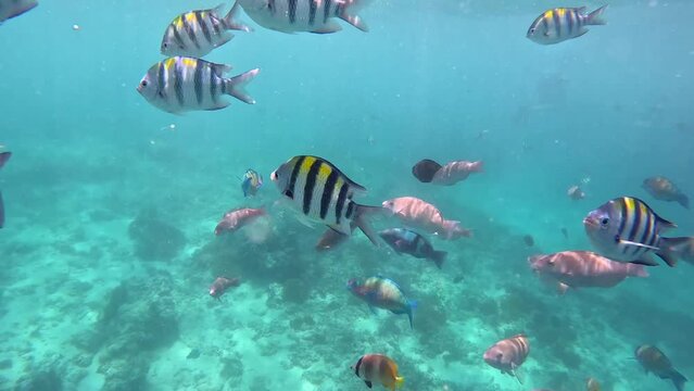 Underwater shot of colorful tropical fishes in Indonesia.