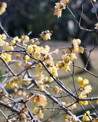 蝋梅の花