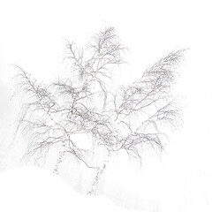 Alone in the snow, fine art photography of birch