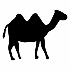 silhouette of a black camel standing