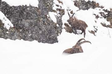 Fine art portrait of Alpine ibexes males under snowstorm (Capra ibex)