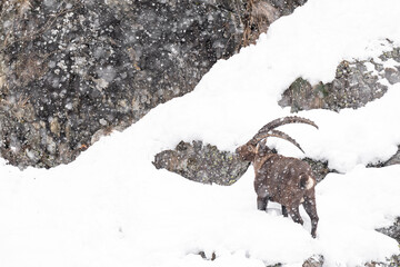Snowstorm hits Alpine ibex male (Capra ibex)