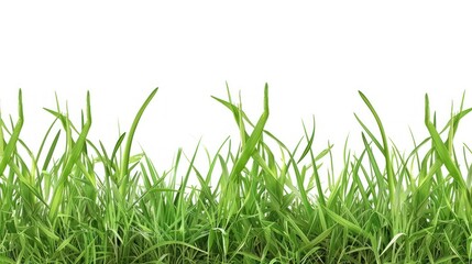 fresh spring green grass, isolated on transparent and white background.