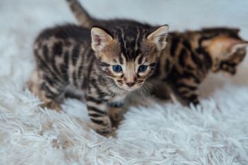 Cute bengal one month old kitten on the white fury blanket close-up.