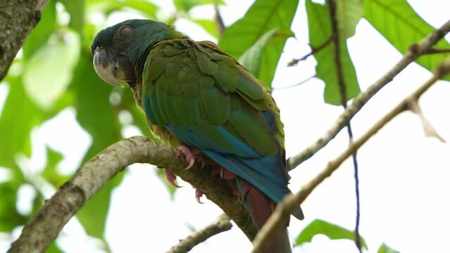 Blue-headed macaw, primolius couloni perched and resting on the branch, dozing off on the tree during the day, with its eyes slowly closing, close up shot of vulnerable parrot bird species.