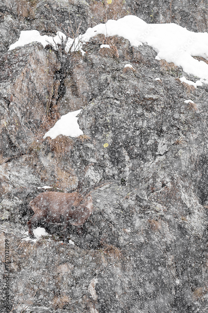 Poster snowstorm hits alpine ibex male (capra ibex)