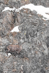 Snowstorm hits Alpine ibex male (Capra ibex) - 747012099