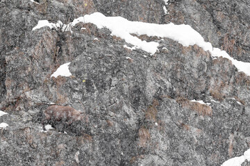 Under snowstorm, Alpine ibex male on mountain wall (Capra ibex)