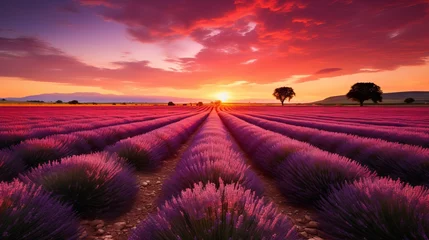 Gordijnen Lavender field in bloom with colorful sky at dusk © Ameer